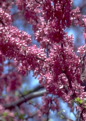 image002