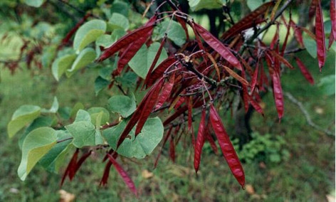 ergyaprak