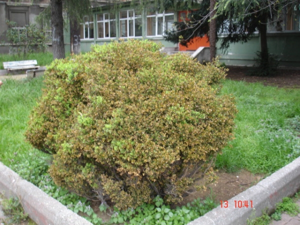 imir_zar_2